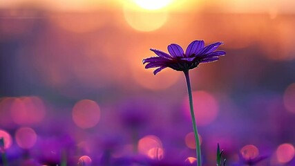 Wall Mural - Purple flower blooming at sunset with blurred background filled with vibrant colors
