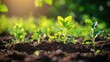 © Kitta Studio - Fresh Green Seedlings Growing in Rich Soil Under Bright Sunlight
