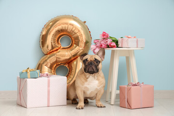 Wall Mural - Cute French bulldog with gifts, air balloon in shape of figure 8 and tulips near blue wall. International Women's day