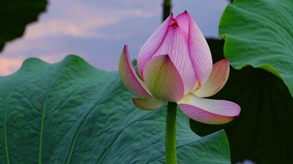 Poster - Pink lotus flower in bloom surrounded by lush green leaves, serenity and nature concept