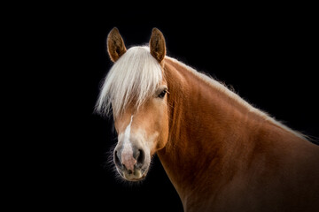 Wall Mural - Black shot portrait of a haflinger horse gelding. Head portrait of a horse