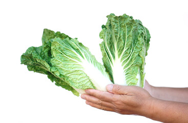 Wall Mural - Hand hold green fresh Chinese cabbage vegetable, isolated on white background. Concept, organic healthy food ingredient for cooking that can cook for variety menu. Agriculture crops. 