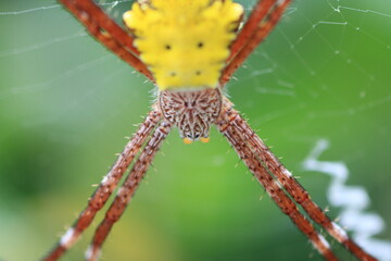 spiders are hanging on the spider web