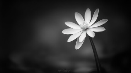 Wall Mural - Single white flower in monochrome, dark background, delicate petals, elegant stem.