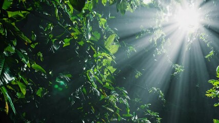 Poster - Sunlight filtering through lush green jungle foliage