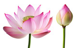 High-Quality PNG pink lotus flower and bud on white background
