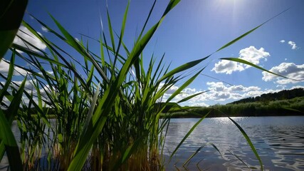 Poster - Serene riverbank with lush green reeds under bright sky, peaceful nature concept