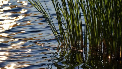 Poster - Reflection of sunlit grass on rippling water surface