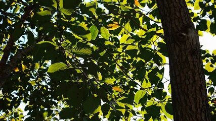 Poster - Sunlight filtering through lush green leaves on a tree branch