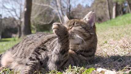 Wall Mural - a tabby cat in the garden is licking and cleaning its fur