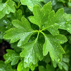 Poster - Close-Up of Fresh Green Leaves with Water Droplets on Surface