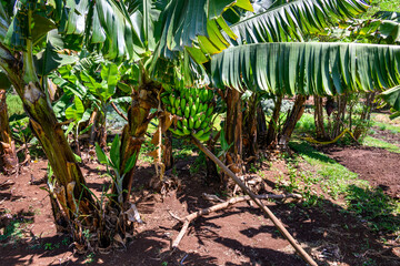 banana trees, healthy fruit full of nutrition, with unripe green fruit growing in a farm field, agri