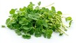 © Emin - Black medick plant Medicago lupulina with lush green clovers and foliage displayed on a white background in natural lighting
