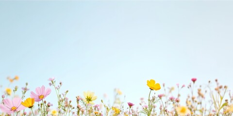 Poster - Vibrant Spring Wildflowers Blooming Against a Clear Blue Sky