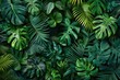 © Amal - Tropical jungle green leaves background with Monstera Deliciosa leaf.