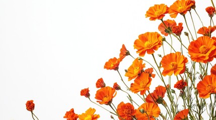 Poster - Beautiful bright orange marigold flowers field isolated on a white background with copy space. Floral corner border, perfect for seasonal designs or Mid-Autumn Festival themes.