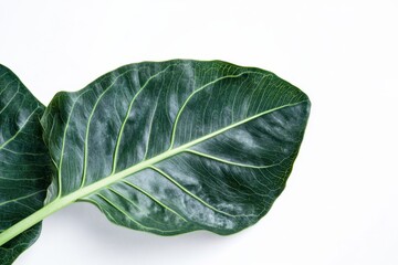 Two large, dark green tropical leaves isolated on white.