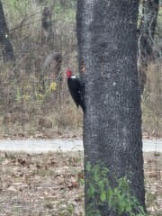 feasting woodpecker