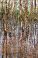 Sticker - Flooded birchgrove with trees standing in water at springtime