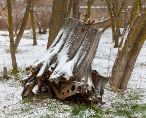 Wall Mural - A large tree stump is covered in snow