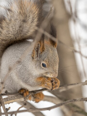 Wall Mural - The squirrel with nut sits on tree in the winter or late autumn