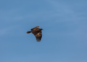 In the picturesque grasslands of Bhigwan Sanctuary, a magnificent steppe eagle (Aquila nipalensis) spreads its wings to take off, its graceful flight beautifully captured in a stunning photograph.