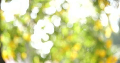 Poster - Bokeh Abstract Background: Light, blurred, and airy, this abstract image features a soft, dreamy bokeh effect with warm, golden tones. Perfect for creating a sense of tranquility and ethereal beauty.