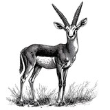 An illustration of an antelope with prominent horns standing in grass.