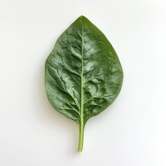 Poster - Fresh spinach leaf showcasing rich green color and healthy texture found in natural surroundings at midday