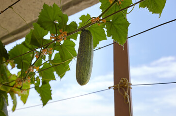 Wall Mural - Natural cucumber grows in a greenhouse. Growing fresh vegetables in a greenhouse