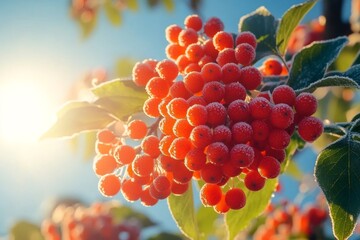 Poster - Sunlight shining on frosted red berries in winter