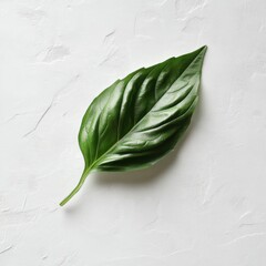 Poster - Fresh basil leaf resting on a textured surface showcasing vibrant green color and natural shine