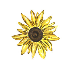 Sunflower flower on white background. Watercolor. Handmade. Can be used on packaging, stickers, compositions