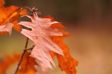 Wall Mural - brown oak leaf, red-brown oak leaf, colourful autumn colours, beautiful red-brown leaves, veins of an oak leaf, Quercus tree, golden autumn