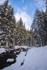 Snow-covered pine trees line up along the serene river under a clear blue sky.