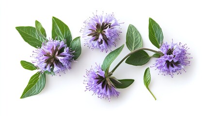 Wall Mural - Purple flowers, green leaves, white background, herbal arrangement, for health product packaging.