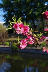 Wall Mural - Pink cherry blossoms in a serene park setting.