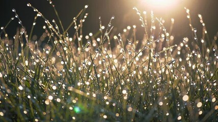 Poster - Morning dew sparkles on grass in the early sunlight at a tranquil meadow