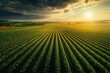 © authapol - Expansive View of a Bioenergy Farm with Tall Crops in Straight Rows Under a Dramatic Sky and Setting Sun Highlighting Sustainable Agriculture Practices