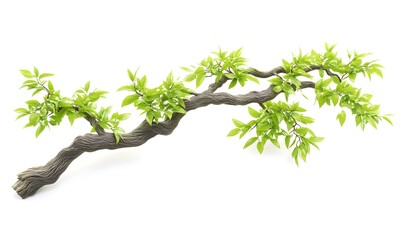 Twisted tree branch with vibrant green leaves isolated on white background.