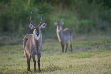 Sticker - Waterbuck (Kobus ellipsiprymnus) on a grassy plain of South Luangwa National Park, Zambia