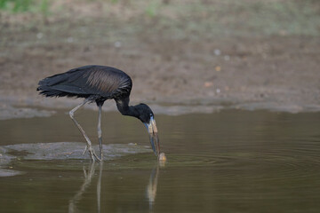 Wall Mural - African Openbill (Anastomus lamelligerus) searching for food in a small lagoon in South Luangwa National Park, Zambia