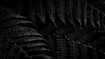 Poster - A close up of a leafy plant with dark green leaves. The image has a moody and mysterious feel to it, as the dark leaves contrast with the black background