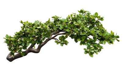 Lush green tree branch isolated on white.