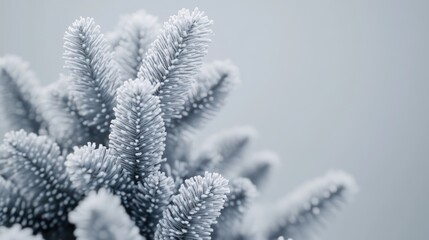 Wall Mural - Frosty pine tree branches close-up.