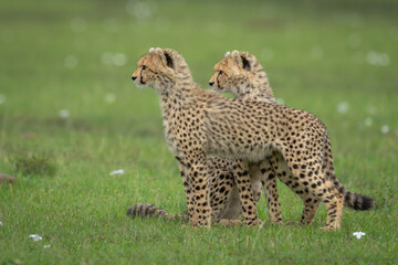 Poster - Two cheetah cubs stand and sit together