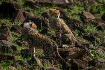 Poster - Two cheetah cubs sit and stand together