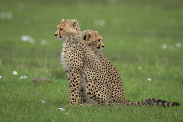 Poster - Two cheetah cubs sit looking opposite ways