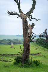 Poster - Two cheetah cubs climb tree near mother