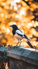 Poster - A magpie perched on a stone wall against a blurred autumnal background.